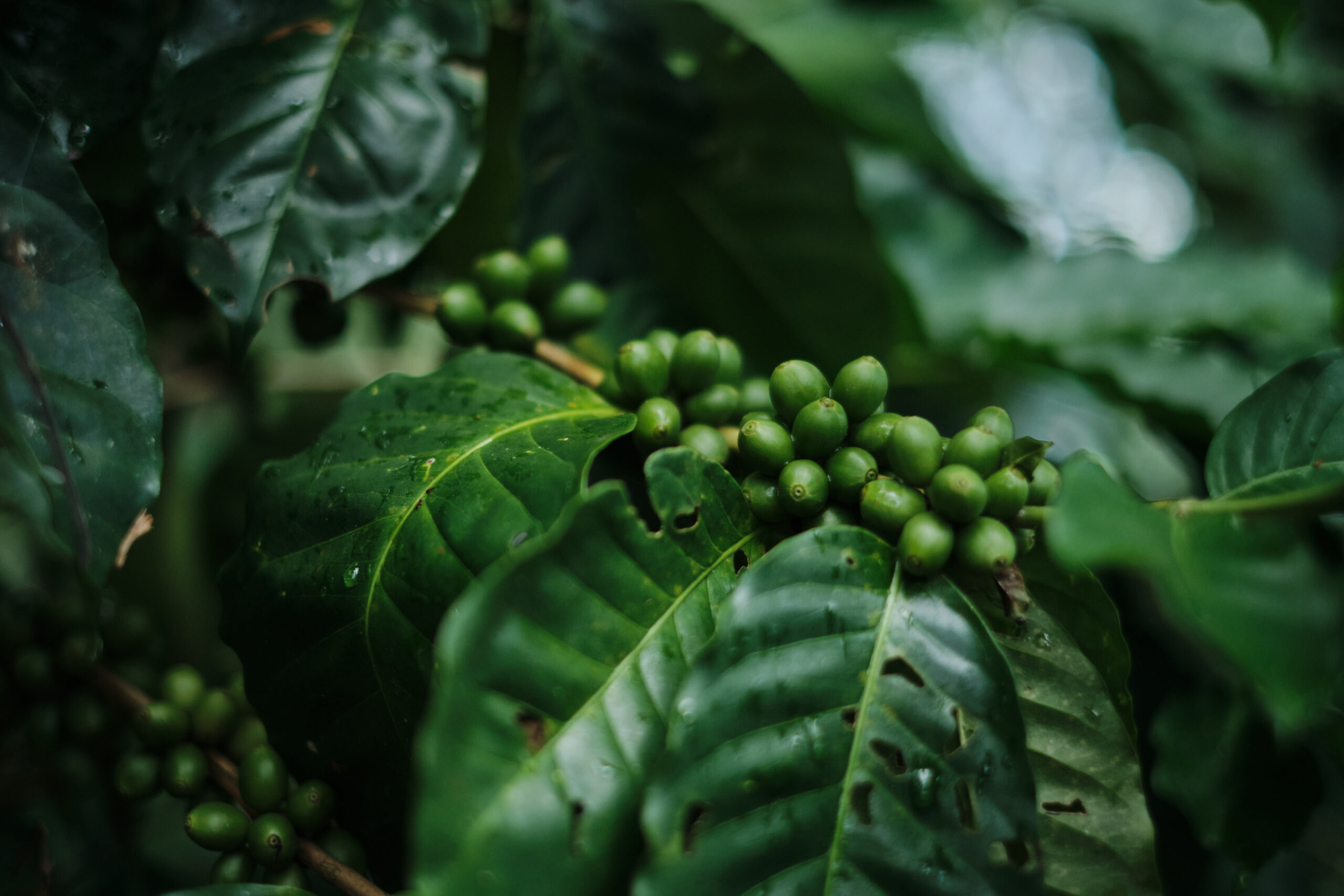 Unsere Faszination für diese drei neuen Kaffee-Sorten